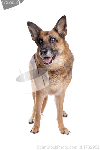 Image of Old and blind German shepherd