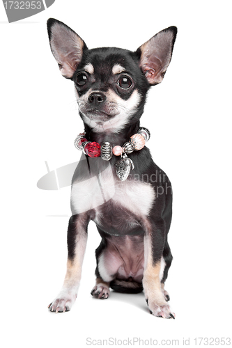 Image of chihuahua