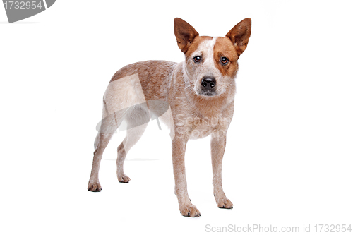 Image of Australian Cattle Dog (red coat)