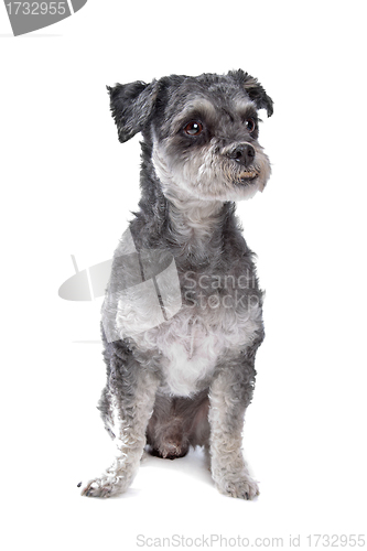 Image of mixed breed dog