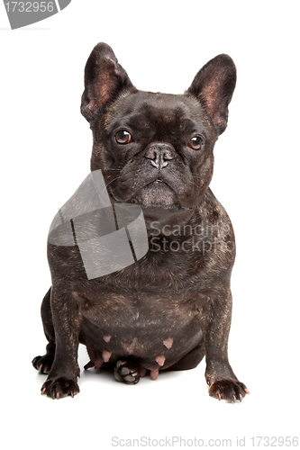 Image of French Bulldog