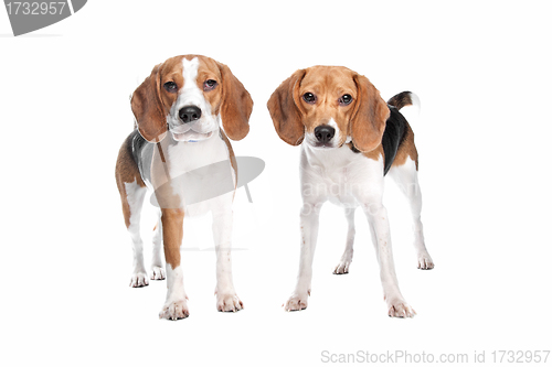 Image of two beagle dogs