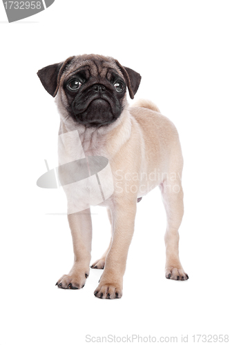 Image of pug puppy