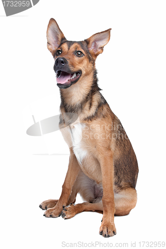 Image of mixed breed dog