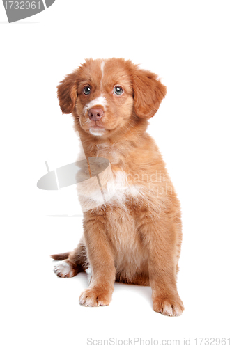 Image of Nova Scotia Duck Tolling Retriever puppy