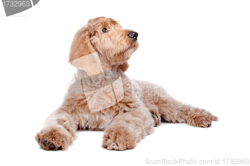 Image of Labradoodle puppy