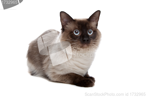 Image of Siamese cat