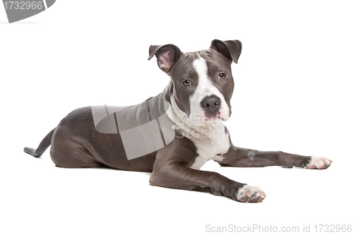 Image of American Staffordshire Terrier puppy