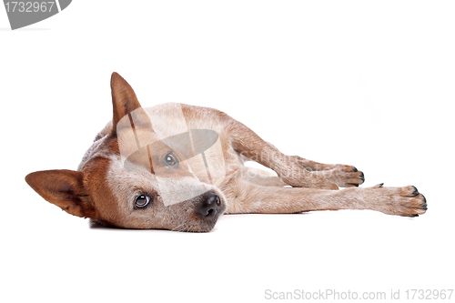 Image of Australian Cattle Dog (red coat)