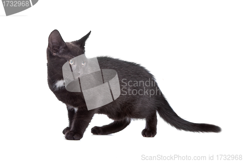 Image of black kitten