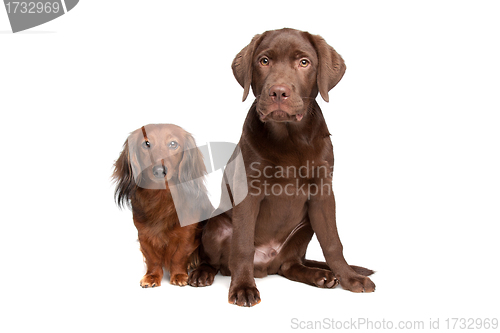 Image of Dachshund and a chocolate labrador pup