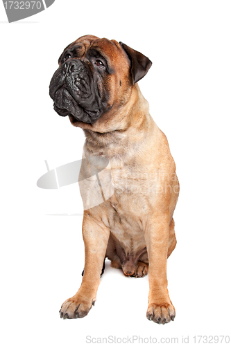 Image of Bullmastiff