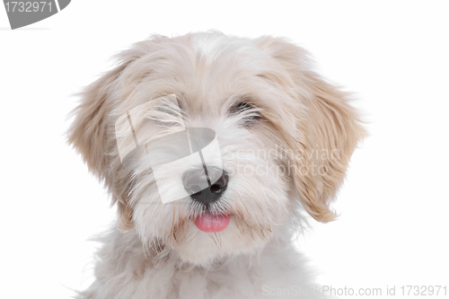 Image of Tibetan Terrier