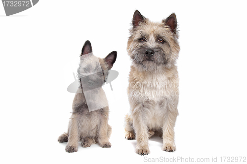 Image of Puppy and adult cairn Terrier