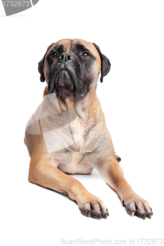 Image of Bullmastiff