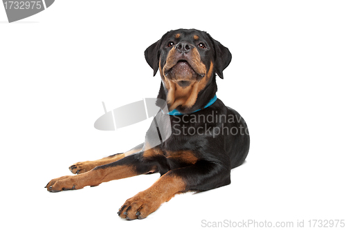 Image of Young rottweiler