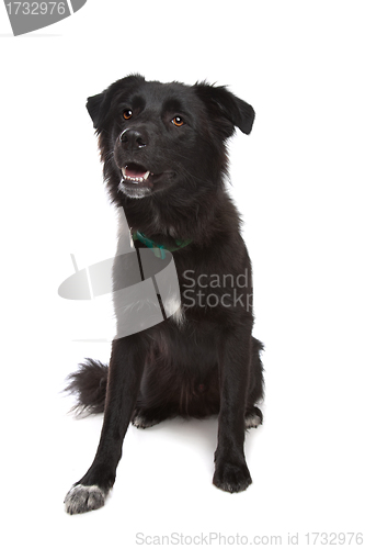 Image of Karakachan Dog