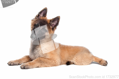Image of Belgian Shepherd (Tervuren) puppy