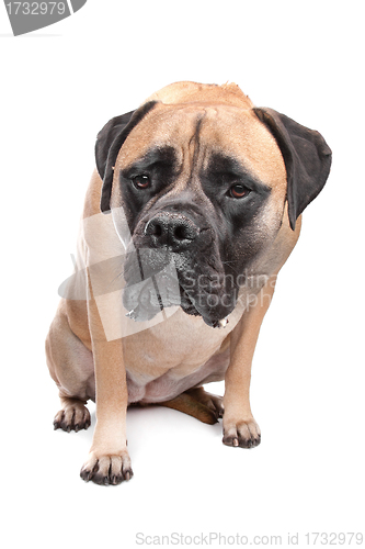 Image of Bullmastiff