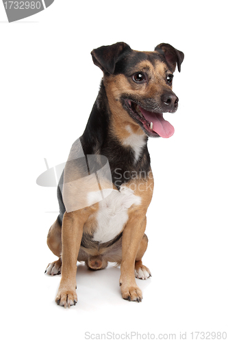 Image of black and tan Jack Russel Terrier