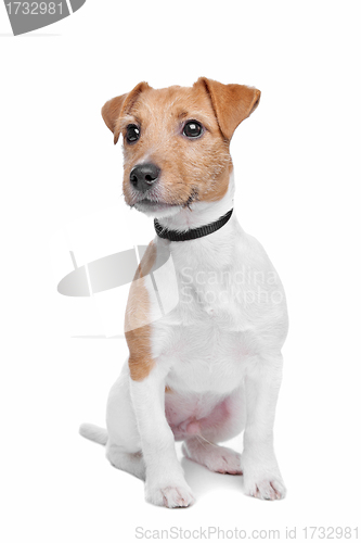 Image of Jack Russel Terrier dog