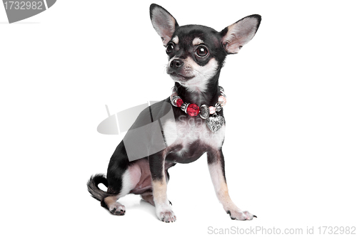 Image of chihuahua