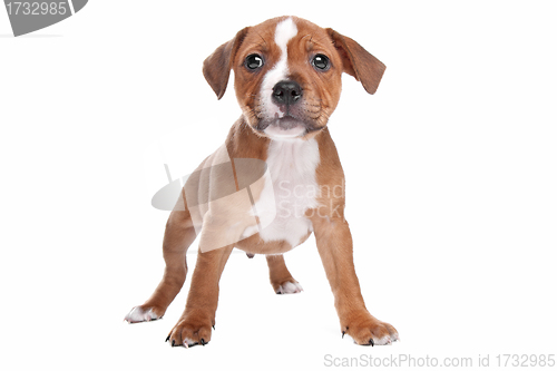 Image of Staffordshire Bull Terrier puppy