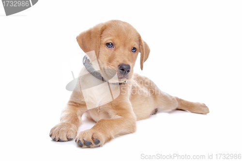 Image of yellow Labrador retriever puppy