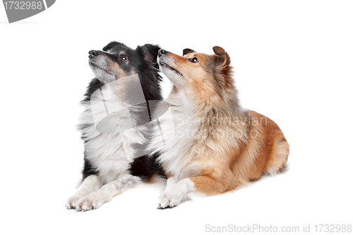 Image of Shetland Sheepdog, Sheltie