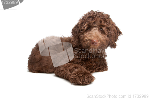 Image of Labradoodle puppy