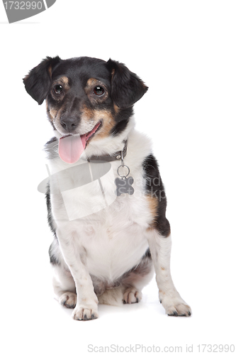 Image of Jack Russel Terrier