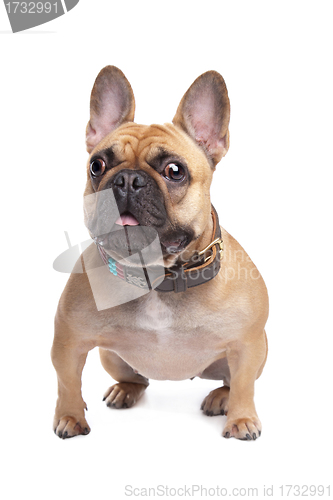 Image of Beige French Bulldog