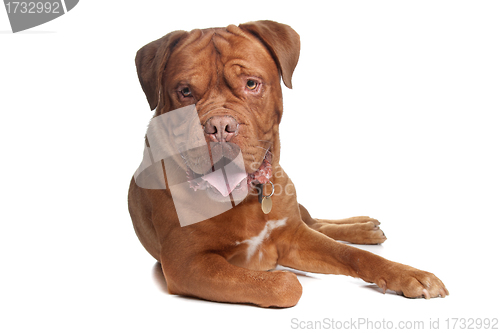 Image of French mastiff