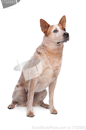 Image of Australian Cattle Dog (red coat)