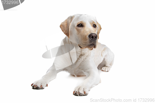 Image of Yellow Labrador