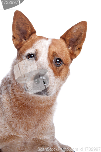 Image of Australian Cattle Dog (red coat)