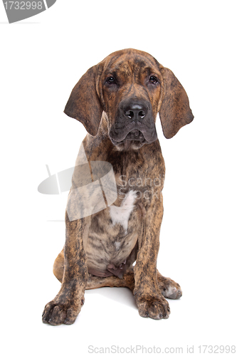 Image of Brazilian Mastiff or Fila Brasileiro