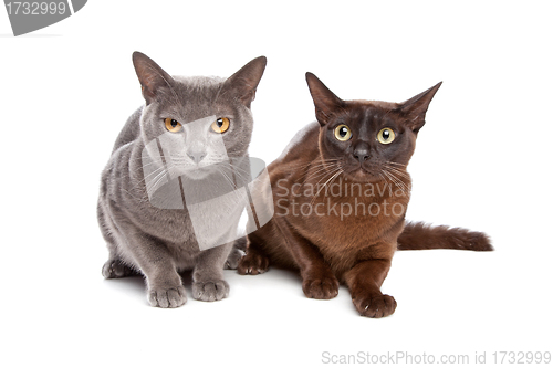 Image of two Burmese cats