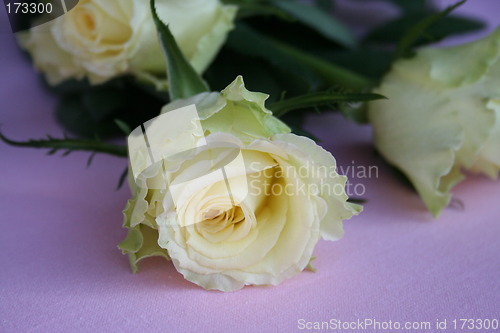 Image of Wonderful roses