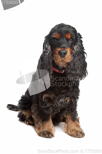 Image of black and tan English cocker spaniel