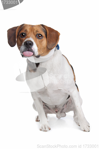 Image of Beagle