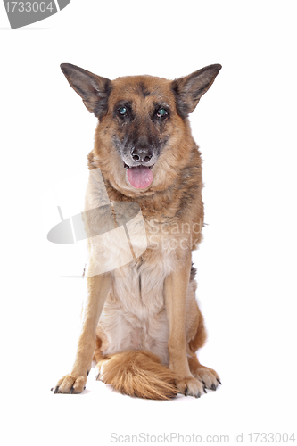 Image of Old and blind German shepherd