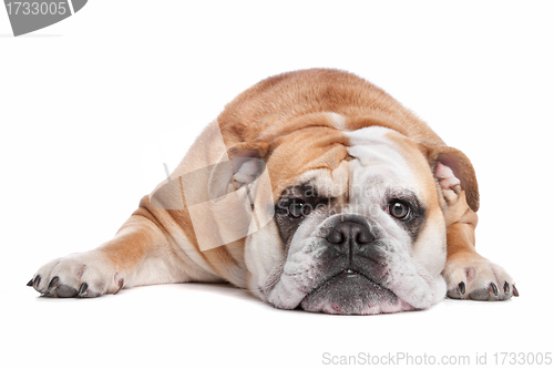 Image of English bulldog