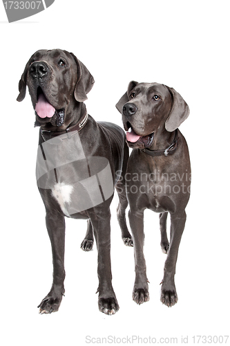 Image of Two grey great Dane dogs