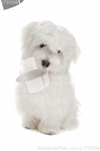 Image of Maltese dog