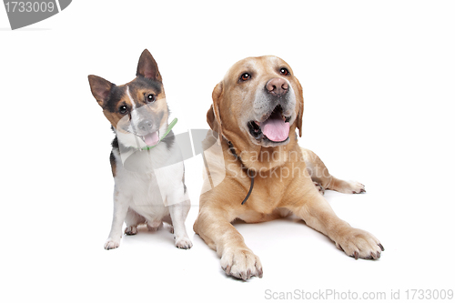 Image of Labrador and jack russel terrier