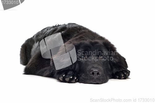 Image of Black Tibetan Mastiff puppy