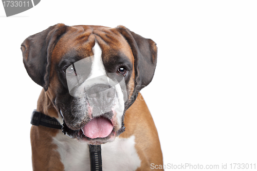 Image of Boxer dog