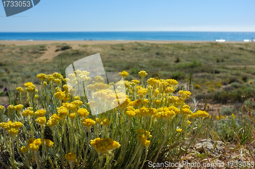 Image of Spring beach