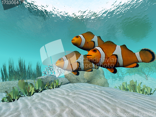 Image of Clownfish